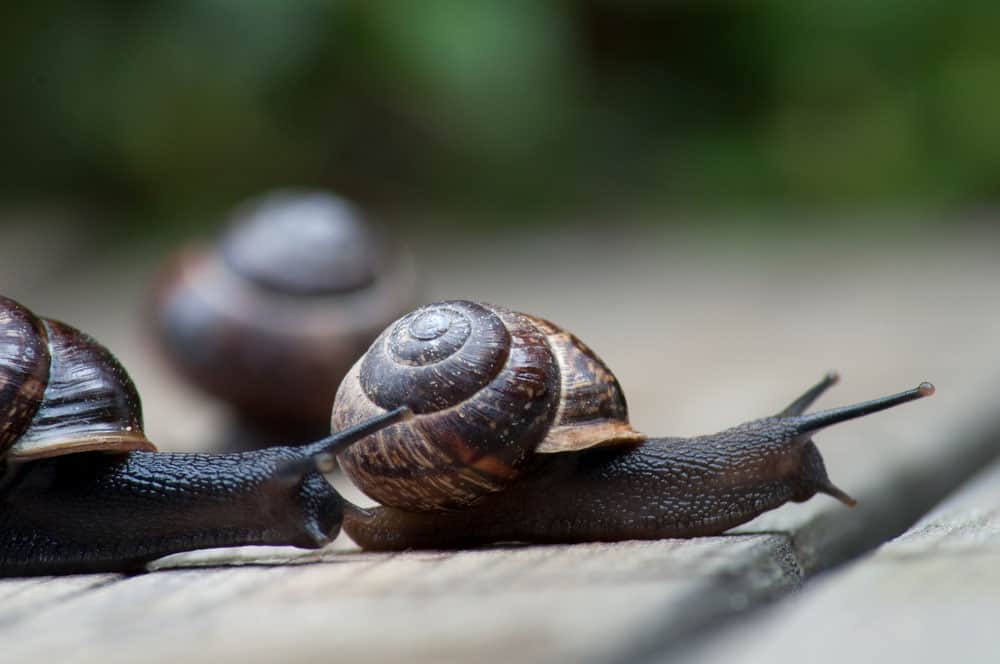 Two brown-colored snails